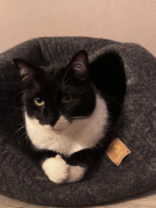 Waarom kiezen steeds meer mensen voor kattenhuisjes van 100% wol?